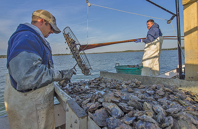 Tonging for oysters